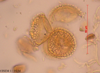 ISEM 1/Drimys_brasiliensis_24444/Drimys_brasiliensis_24444_0001(copy)_thumb.jpg